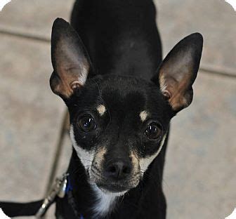 Each year, the colorado springs award program identifies companies that we. Colorado Springs, CO - Chihuahua Mix. Meet Colby a Dog for ...