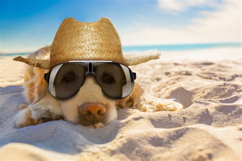 8 Summer Safety Tips For Keeping Your Dog Cool Uga Today