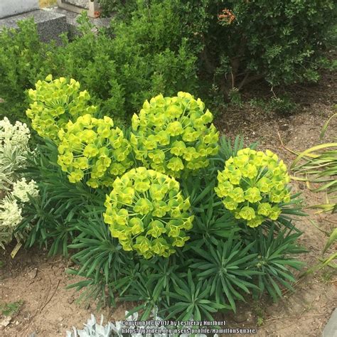Euphorbias Plant Care And Collection Of Varieties