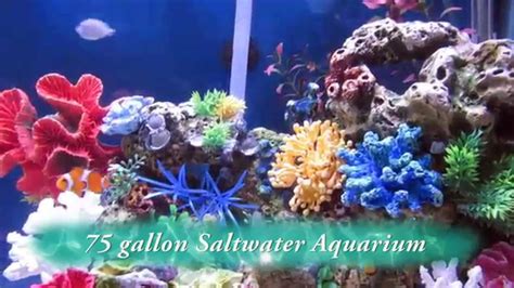 Showing results for 75 gallon aquarium stand. 75 gallon Saltwater Aquarium - YouTube