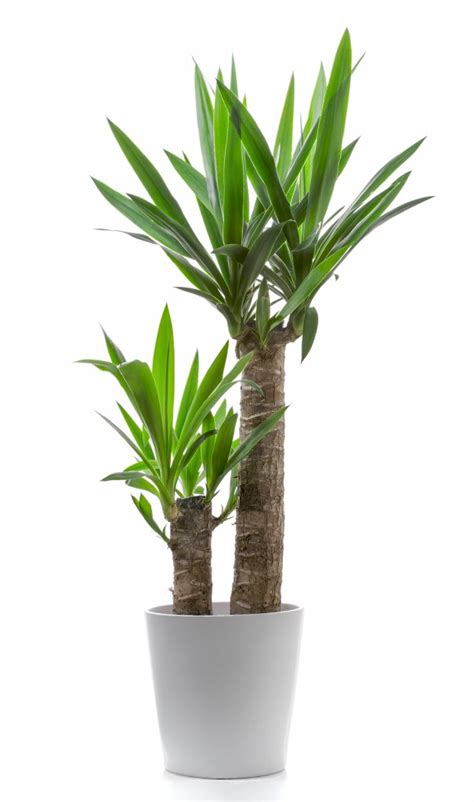 Maybe you would like to learn more about one of these? Palmlelie: Yucca elephantipes - MAX Vandaag