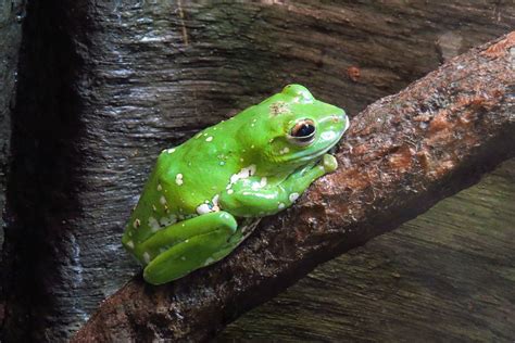 Chinese Gliding Frog Facts And Pictures