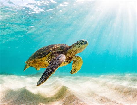 Sea Turtles Travel Far Off Track Due To Faulty Navigation