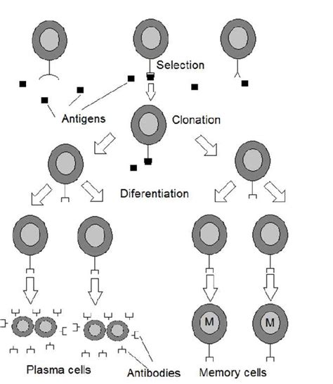Clonal Selection Theory Download Scientific Diagram