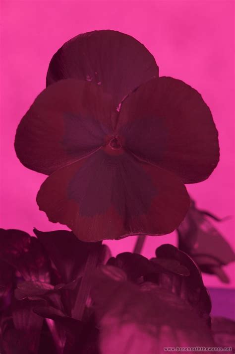 False Colour From Filters And Simulated Filters Photography