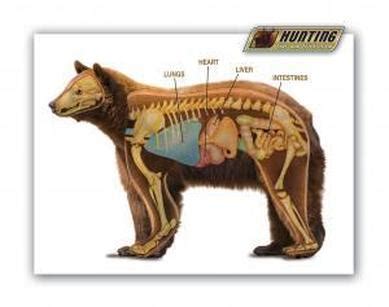 Brown Bear- Ursus arctos - Digestive System of Different Phylum's