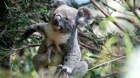 These Images Show A Male Koala Joining Other Members Of Its Species At