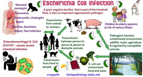 Pathology Of Escherichia Coli Infection Dr Sampurna Roy Md
