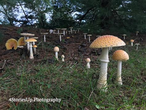 Wild Psychedelic Mushrooms In Pennsylvania All Mushroom Info