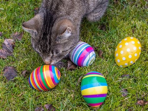 25 Cats And Kittens Who Are Ready For Easter [PICTURES] - CatTime