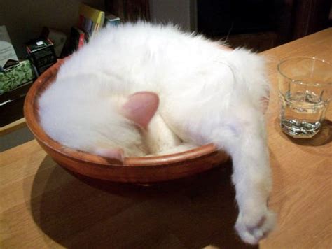 Kittys Process Of Growth In A Bowl Love Meow