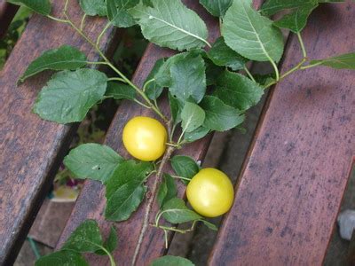 How to identify a tree or tree id is something i get asked all the time. could anyone please identify this fruit : Grows on You