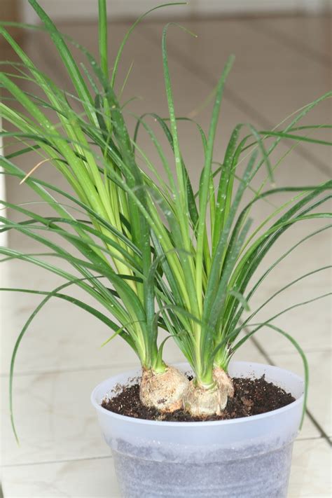 We did not find results for: PlantWerkz: Ponytail Palm - Beaucarnea Recurvata