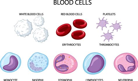 Type Of Human Blood Cells On White Background 5156689 Vector Art At