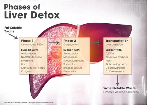 Phases Of Liver Detox What They Do And How To Support Them Microbe
