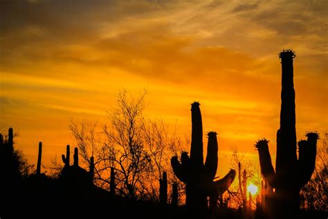 Arizona Desert Cactus And Sunset Photo Digital Downloadnature Etsy