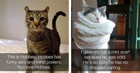 The Funniest Cat Memes On The Internet Today For You Right