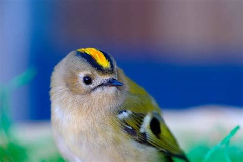 Baby name encyclopedia from the baby name wizard: Birds Starting With G- Good Name List Of Birds