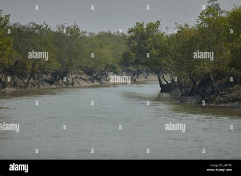 Sundarbans Delta Is The Largest Mangrove Forest Intersected By A