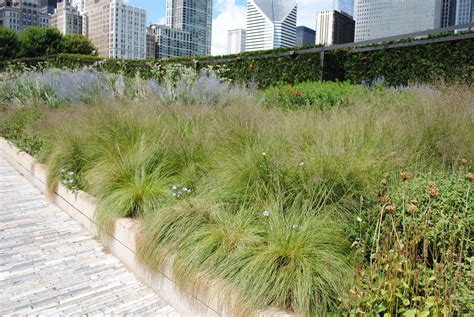 While taking 2 to 3 seasons to fully establish, prairie dropseed grows into a magnificent fountain of emerald green leaves that turn a. A good mass planting of the Prairie Dropseed grass ...