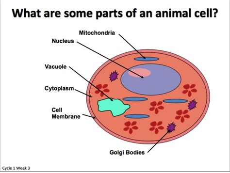 The role and function of the plasma membrane; Adventures of the Kotlii: Classical Conversations Cycle 1 ...