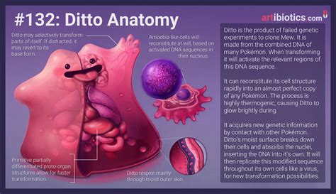 Ditto Anatomy By Cilein On Deviantart