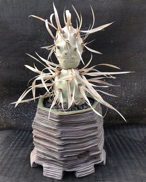 The best i can do is attempt to poke you with one of the paper like spines but if you could at least pretend and yell ouch, i would appreciate it. Paper Spine Cactus Tephrocactus | Cactus plants, Garden ...