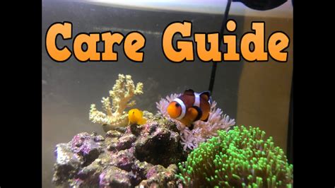 Ocellaris Clownfish Care Guide Youtube