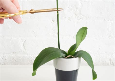 Orchids Indoor Plant Care Growing Guide