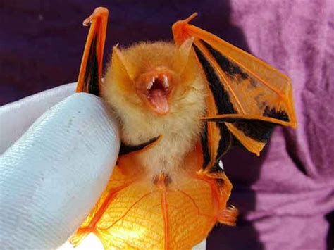 The Painted Bat Is Halloween Freaky Yet Fabulous Featured Creature