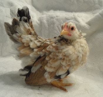 Set your store to view stock availability find a store. Serama | Serama, Bantam chickens, Serama hen