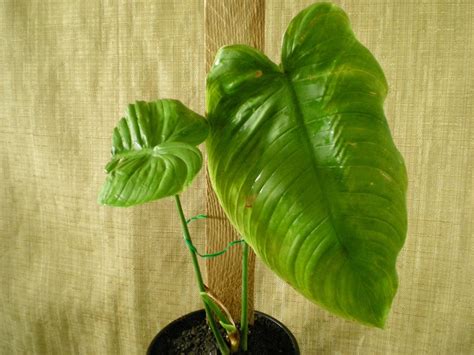 How To Grow Philodendron Indoors Easily