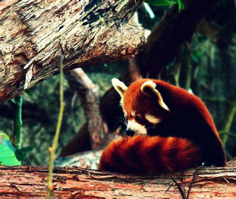 Red Panda Classified As Endangered Red Pandas Are Protect Flickr