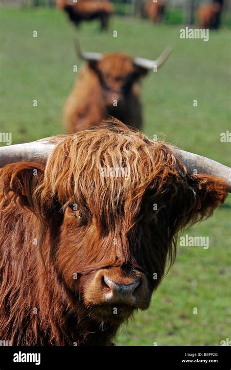 La Vache De Race Bovine Highland DÉcosse Dans Les Marais Des Boucles