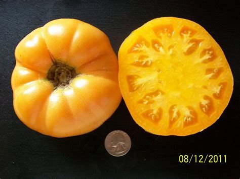 Heirloom Tomato Kentucky Beefsteak 115 Day Orange Etsy