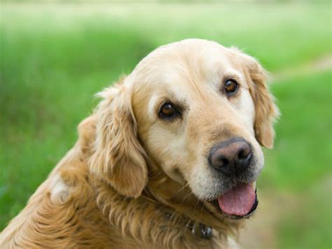 5 Risky Dog Breeds - Cute Doesn't Come Cheap | BaxterBoo