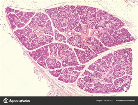 Human Submandibular Gland Stock Photo By ©jlcalvoucmes 180037862