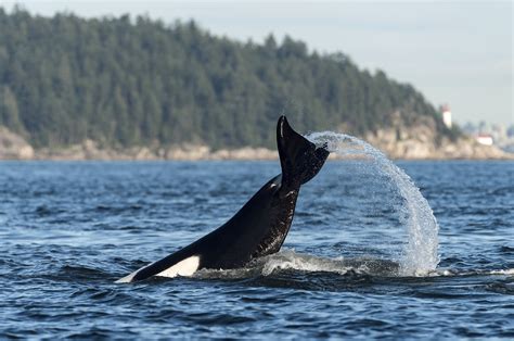 Southern Resident Orcas Finally Return To Northwest Waters