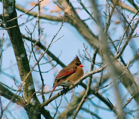 The Virginia State Bird Photograph By Katelyn White Fine Art America