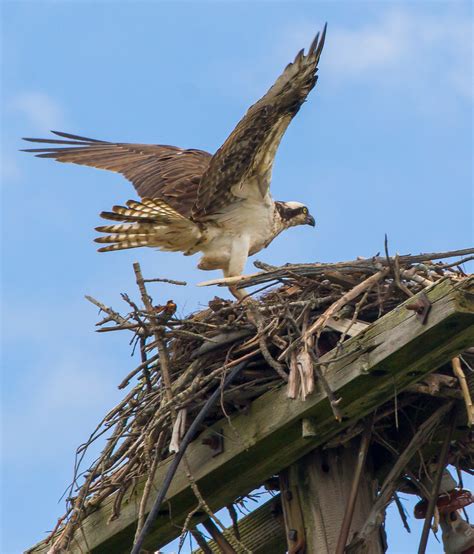 Nest Landing A Female Osprey Returns To Her Nest John Kocijanski Flickr