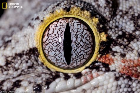 Stunning Eye Pictures Reveal The Incredible Diversity In The Animal
