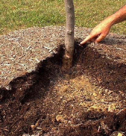 How do you replant a tree in a raised mound? Trees/Mulch Mounds - Garden Design Inc.