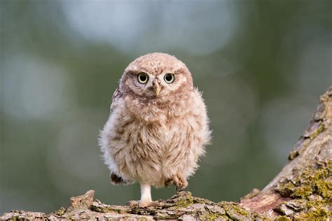 Little Owl Chick Photograph By Roeselien Raimond Pixels