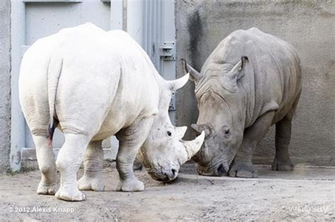 31 Imágenes de animales completamente blancos como nunca antes los
