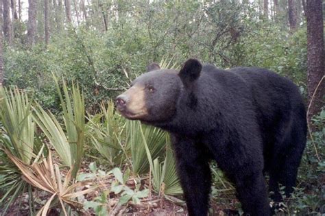 Florida Moves To Revive Bear Hunting Season