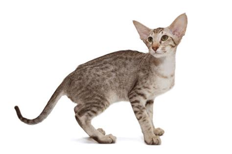 Oriental Tabby Cats Cat Breeds