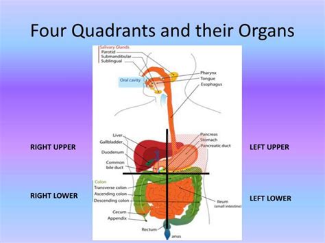 Upper quadrant right upper quadrant right lower quadrant common prefixes of many medical terms prefix unibihemipanpolya. PPT - Introduction to Anatomy PowerPoint Presentation - ID ...