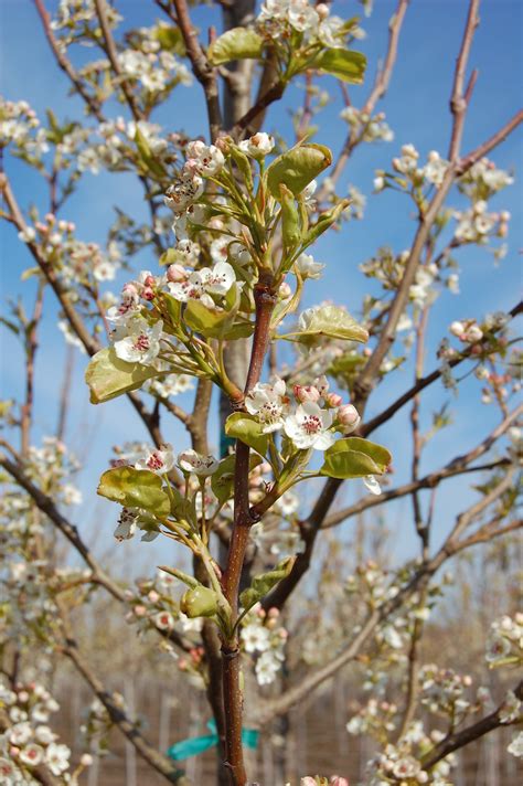 Cleveland Select Flowering Pear Tree Profile By Kuenzi Turf And Nursery