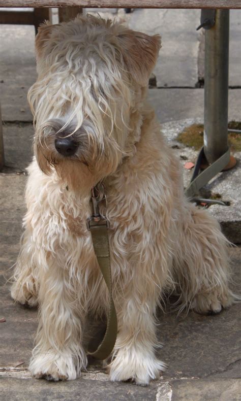 In three weeks i trained ollie the wheaten to target his mat on cue, and once he arrived at his mat, stay there for a reward every 2 minutes while i ate a. Pin by Gwendolyn Pugh on wheaten | Soft coated wheaten ...