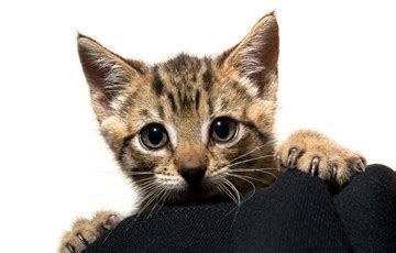 Pictures of a cat and kitten fun facts about cats and kittens would not be complete without a picture of a cat and a kitten! 101 Interesting Facts about Cats | FactRetriever.com